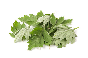 medicinal wormwood leaves on white background. Artemisia, mugwort.
