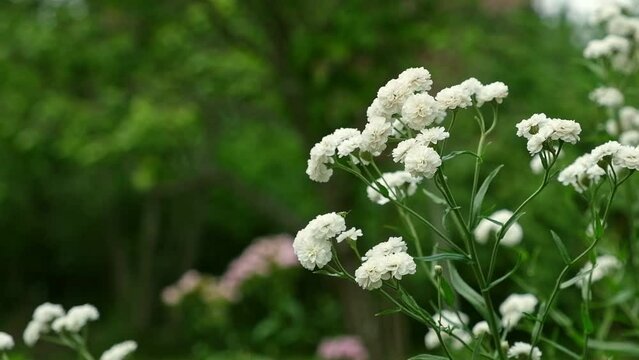 White flowers of Achillea ptarmica, The Pearl. Blooming Double Diamond Close up. Nature, springtime concept. Flower gardening. The sneezewort, sneezeweed, bastard pellitory, fair-maid-of-France.