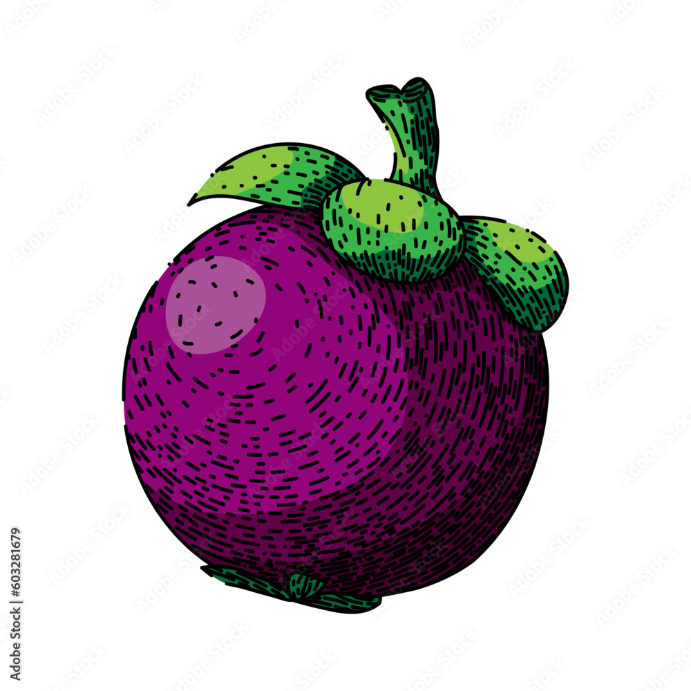 Sticker mangosteen purple fruit hand drawn. fresh tropical, food organic, ripe freshness, healthy tasty, asian dessert mangosteen purple fruit vector sketch. isolated color illustration