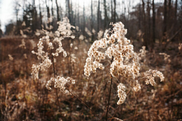 Tall goldenrod in winter
