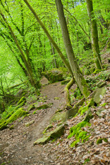 Fototapeta premium narrow hiking trail in spring on the edge of a river