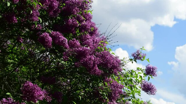 Spring nature flowers garden at summer sunny day, purple and white blooming lilac 4k video