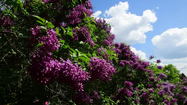 Spring nature flowers garden at summer sunny day, purple and white blooming lilac 4k video