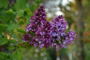 Flieder - Fliederbl&uuml;te