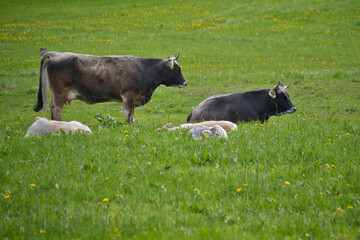 Cattle in a pasture with tall green grass
