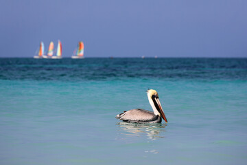 Pelican swimming in a sea on sailboats background. Wild bird on blue waves