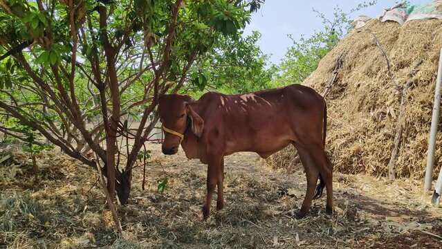 A view of a young calf cow resting under a small tree during a sunny day