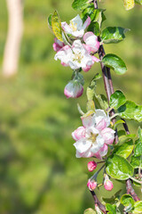Blossoming branch of an apple tree on a blurred background of garden greenery in early spring.
