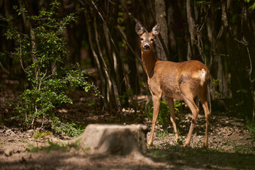 Pregnant roe deer in the forest