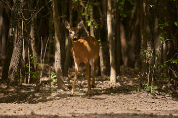 Pregnant roe deer in the forest
