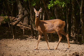 Pregnant roe deer in the forest