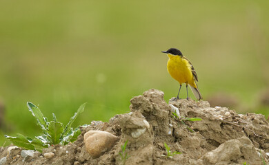 Black headed yellow wagtail in a wheat field