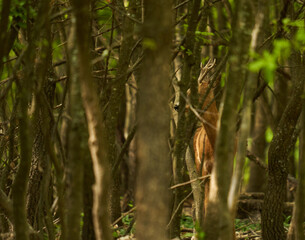 Cautious roebuck in an oak forest