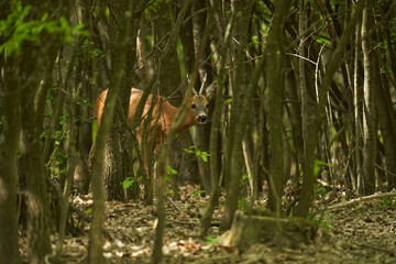 Cautious roebuck in an oak forest