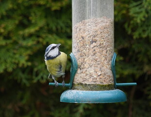 blue tit at the feeder,blaumeise am futterspender