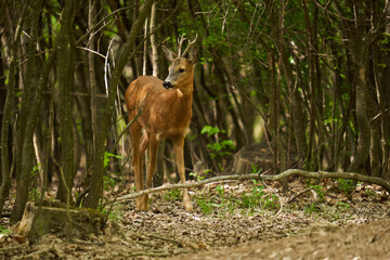 Roebuck in an oak forest