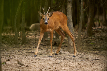 Cautious roebuck in an oak forest