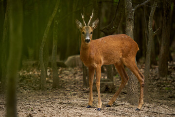 Roebuck in an oak forest
