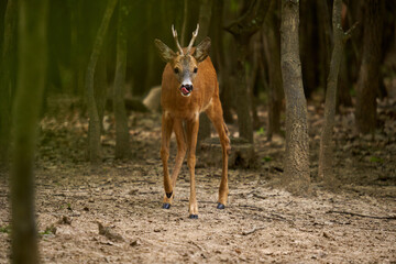 Roebuck in an oak forest