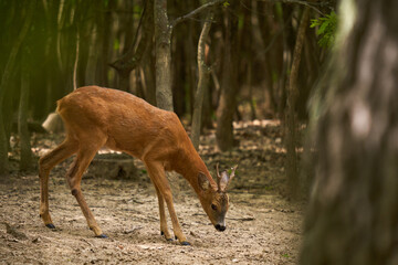 Roebuck in an oak forest