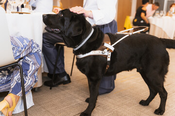 Black Labrador who works as a guide dog for a blind woman. Assistant for the blind person. In a...