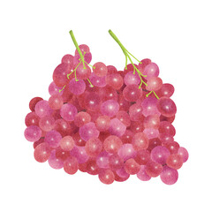 Red grape fruit watercolor