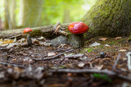 rote pilze im wald mit bäumen und grünen blättern im herbst bei strahlender sonne  