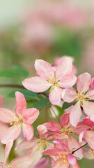 Close up of Spring Sakura Cherry Blossom 2