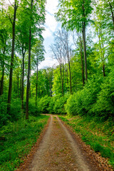 Fototapeta na wymiar Erste Schritte auf dem Rennsteig zwischen Hörschel und Blankenstein im schönen Frühling - Thüringen - Deutschland