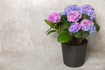Hydrangea Blooming. Hydrangea on a colorful blurred background. Hydrangea in a pot. Beautiful flowers. Spring bouquet. Blue, pink and lilac hydrangea flowers.Retro