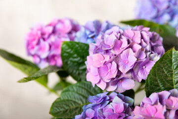 Hydrangea Blooming. Hydrangea on a colorful blurred background. Hydrangea in a pot. Beautiful flowers. Spring bouquet. Blue, pink and lilac hydrangea flowers.Retro