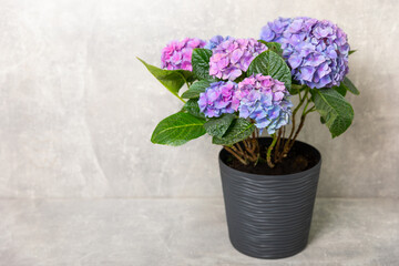 Hydrangea Blooming. Hydrangea on a colorful blurred background. Hydrangea in a pot. Beautiful flowers. Spring bouquet. Blue, pink and lilac hydrangea flowers.Retro
