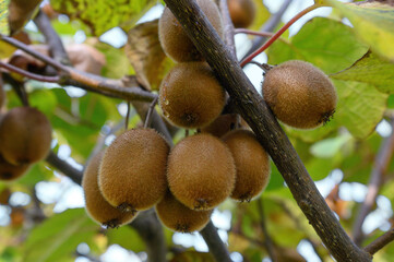 A bunch of ripe kiwi fruit is hanging on a branch. Bottom view. Close-up.