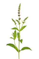 Mentha arvensis flower