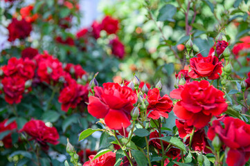 バラ　素材　イメージ