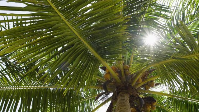 Bottom view coconut tree against sky sunlight tropical island. Sun sky coconut leaf summer background. 