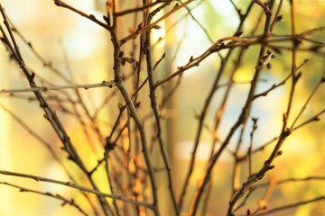 Thin branches in a vase on windowsill, soft focus.