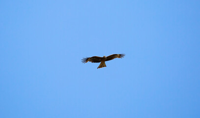 Eagle in flight against the blue sky.