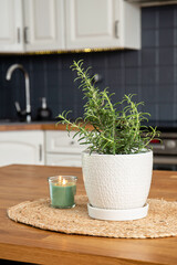 Selective focus on potted rosemary Rosmarinus officinalis herb plant growing in home kitchen on dining table. Aromatic herb seasoning and decoration same time.