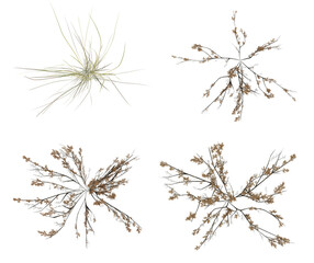 Top view set of dry plant and grass isolated on transparent background, 2d visualization, 3d render illustration.