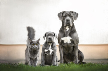 cane corso dog and puppy posing with a maine coon cat together outdoors