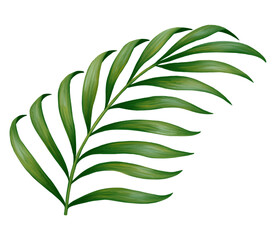 Tropical jungle palm leaf. Realistic hand drawn illustration. Isolated transparent.