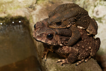 Closeup pair Toad in breeding season as nature background. Animal concept.