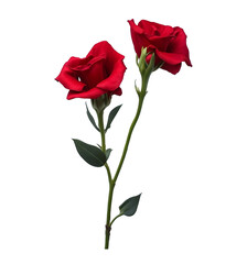 red LISIANTHUS branch with isolated transparent background png