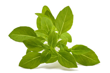 Greek basil