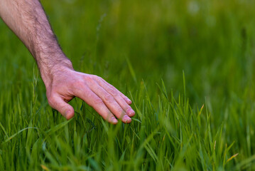 Closeup man hand inspecting green grass lawn, healthy tall fescue, water, watering, new over seed grass, fertilizer application, thick grass, caring lawnHuman hand moving  green field  touching .