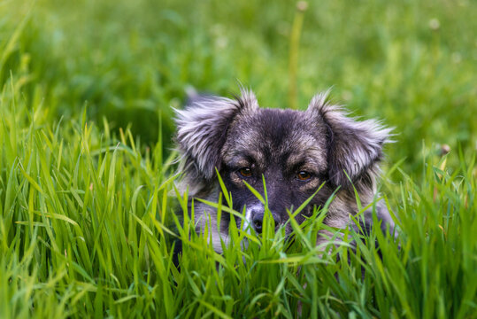 karst shepherd dog in Tall green grass australian portrait outdoors Purebred meadow standing tongue out RUN.
