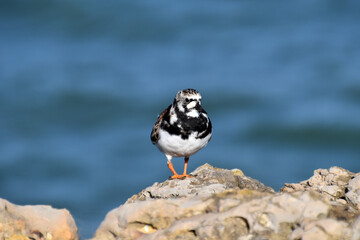 Close-up of bird perching on rock