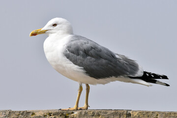 Close-up of seagull perching on wooden post against sky