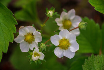 Blooming White  strawberry flower bushes. Summer sweet strawberry seedlings flower flowering garden berries wild meadow, close up macro High quality photo.